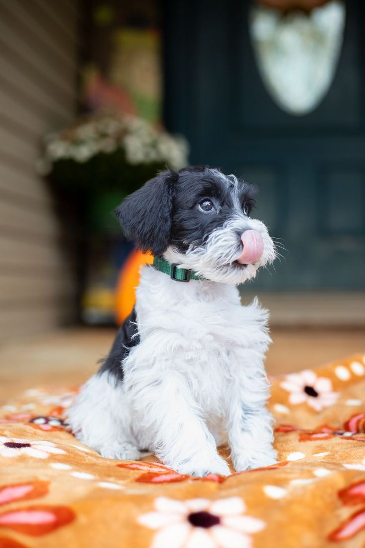 A black and white parti puppy in a green collar, sticking out its tongue