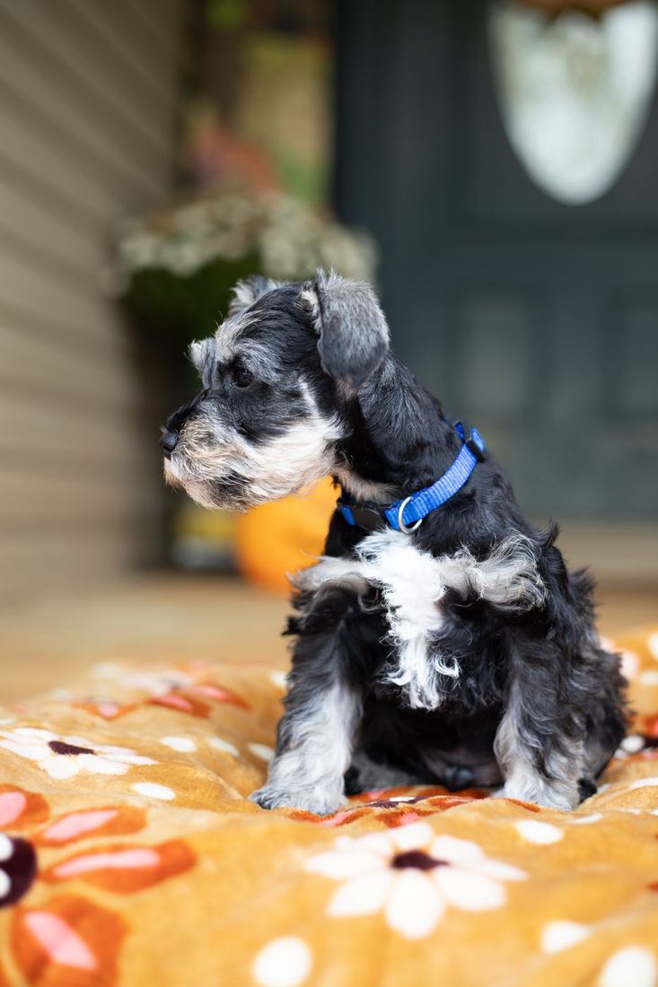 Otis, a black and silver puppy, wearing a royal blue collar
