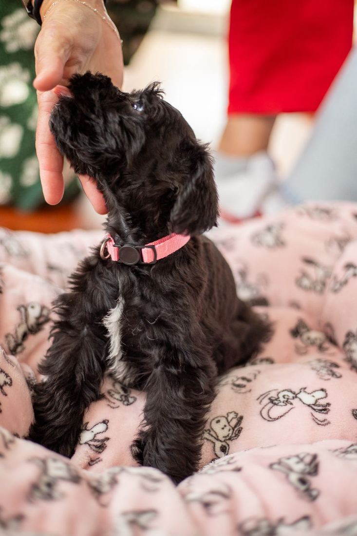 Millie, a black puppy in a pink collar, being petted