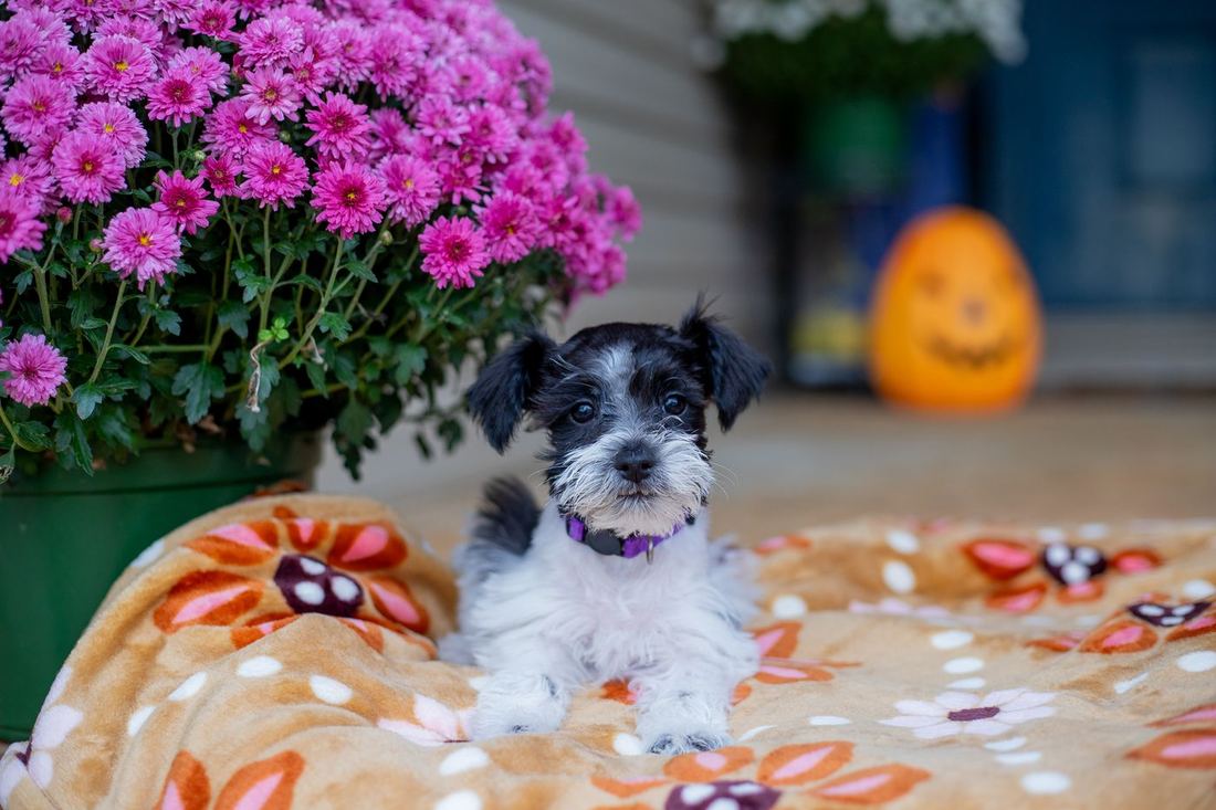 Sassy, a black and white parti puppy in a purple collar, beside pink mums
