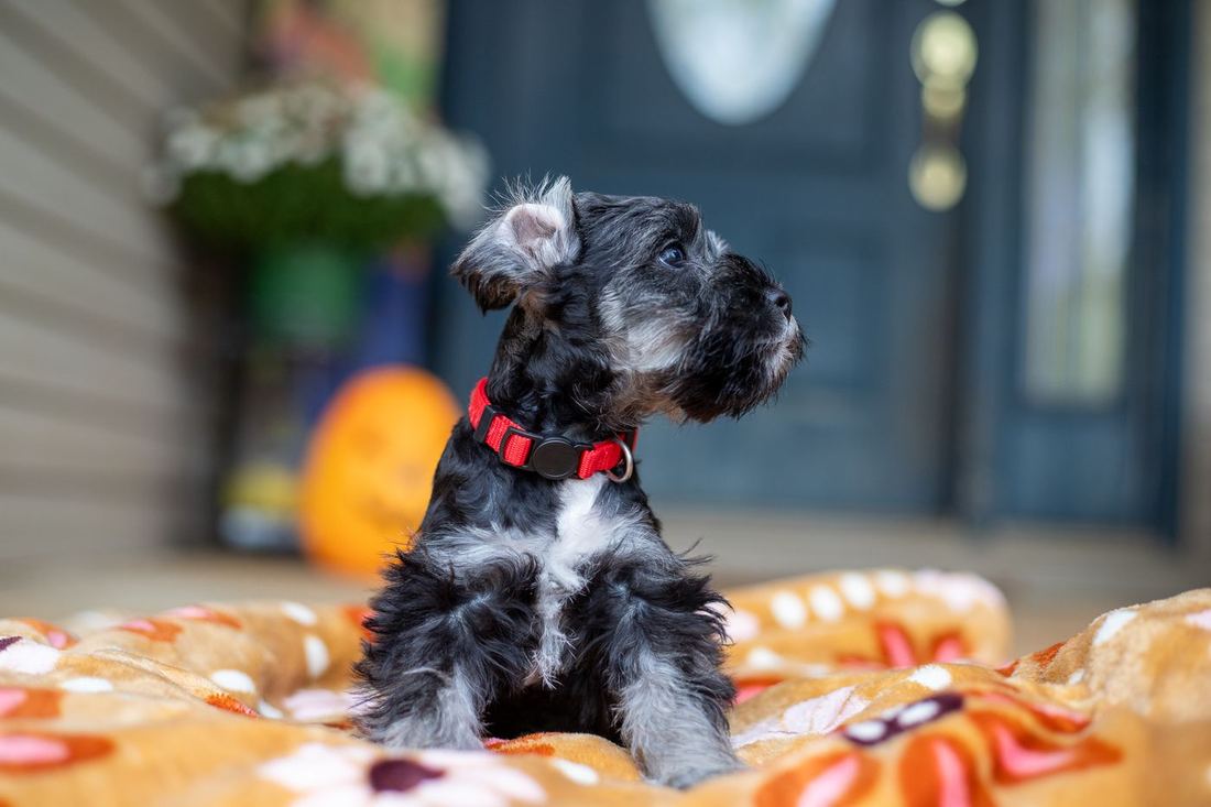 A black and silver puppy in a red collar on the porch